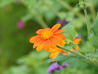 Gerbera jamesonii | Gerbera-Hybrid das sieht aus wie ein großes Gänseblümchen mit orangefarbenen Blütenblättern