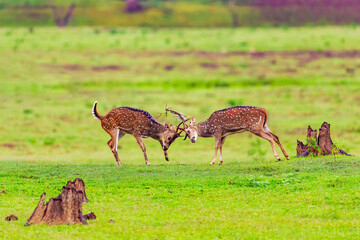 Two deer fighting