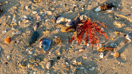 shells and sea plants on the beach