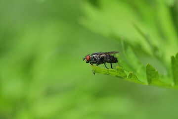 The wild flesh fly sits on a blade of green grass and rubs its front legs