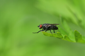 Macro portrait of a housefly on a green leaf