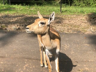 antelope in the zoo
