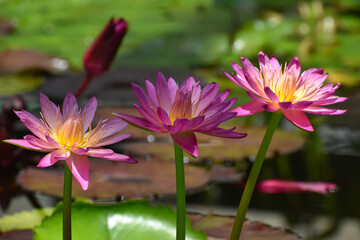 水辺で咲く熱帯睡蓮　アフターグローの美しいピンクの花（日本の大船フラワーセンター）