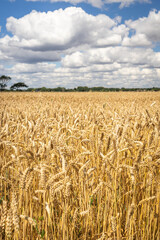 Ripe wheat fields ready for harvest