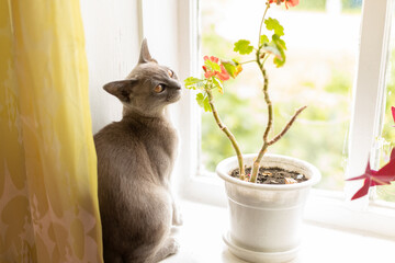 gray burmese cat sitting on the windowsill