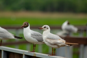 Black-headed Gull (Larus ridibundus). Seagulls are sitting on the railing