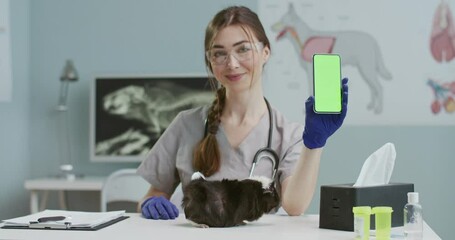 Veterinarian sitting in hospital stroking Guinea pig and showing greenscrean of phone. Girl in medical suit with stethoscope, blue gloves, glasses holding smartphone. Vertical screen.