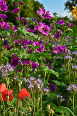 Obraz premium A beautiful meadow with vibrant wildflowers in front of a german landscape, mallows, poppies and sunflowers