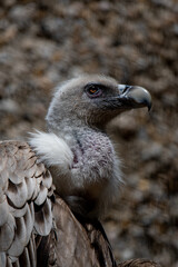Buitre zoo