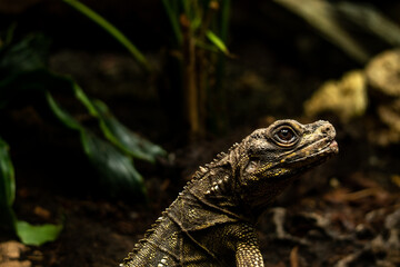 Iguana