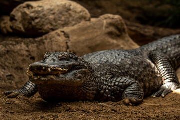 Caiman