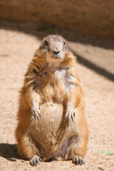 Marmota