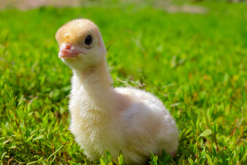 Little turkey on green grass. Turkey-poult close up. Turkey chick walking in the air. Eco farm