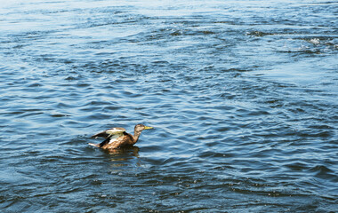 Lone duck swims in the river with a strong current.