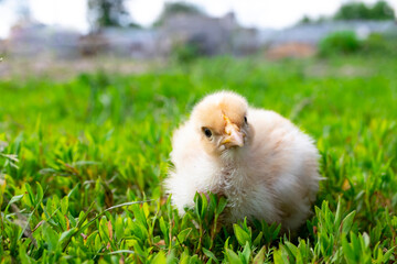 Naked neck chicken on the farm. Little yellow chicken on green grass in a field. Close up naked neck chicken.