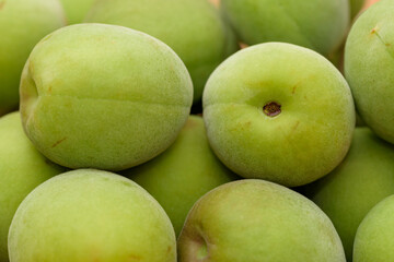 Harvested Green Japanese apricot fruit, Young fruits of Ume
