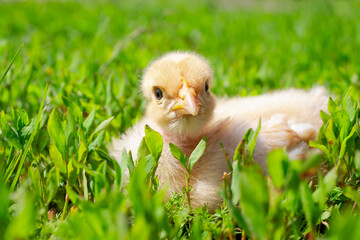Naked neck chicken on the farm. Little yellow chicken on green grass in a field. Close up naked neck chicken.
