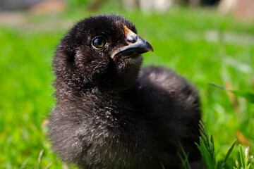 Black chicken on green grass in the field. Close up chicken. Cute black chicken