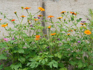 (Gerbera jamesonii) Orange Gerbera oder Barberton Gänseblümchen im Garten