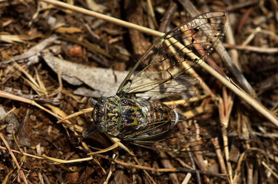 Green Cicada with open wings - Cicada orni