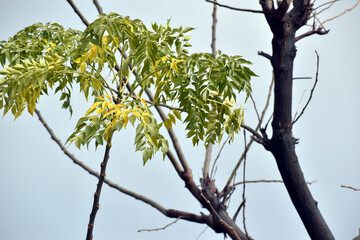 Beautiful picture of tree and green leaf