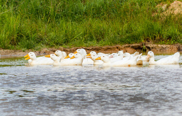 Flock of young geese swimming in the pond. Funny young goslings