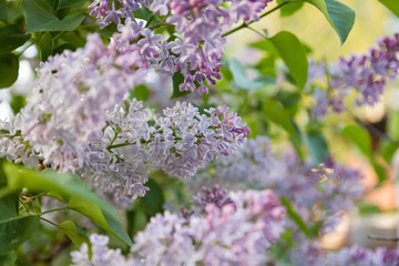 Fototapeta na wymiar A lilac-green bush with purple flowers close-up with lush lilac buds. Beauty background or wallpaper for a magazine or banner for a fragrance or perfume.
