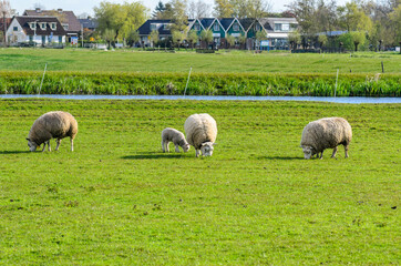 Pastoral view of the Dutch village, meadow with grazing sheep