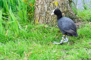 The Eurasian coot (Fulica atra), also known as the common coot,is a member of the rail and crake bird family, the Rallidae.  It is found in Europe, Asia, Australia and parts of Africa.