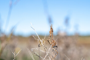 Empusa pennata.