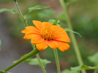Gerbera jamesonii | Gerbera-Hybrid oder barberton-gänseblümchen mit orange Blüte