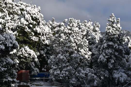 Beautiful Picture Of Snow At Nainital Uttarakhand India