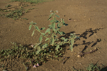 Heliotropium europaeum - European heliotrope flowering plant