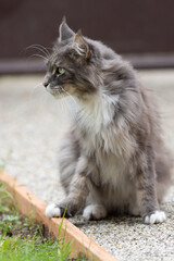 Closed up of domestic adorable black grey Maine Coon kitten, young peaceful cat in sunshine day
