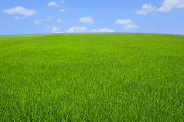 green grass and blue sky