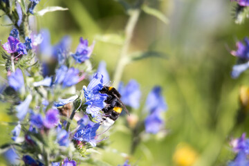 Closeup of a bumblebee on a flower in The Netherlands with a green nature background.