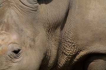 Haut von einem Nashorn in Nahaufnahme