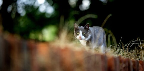 Chat gris
