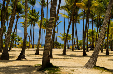 Palm trees and beach
