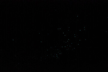 Obraz premium Waitomo caves worms. Fleble lights in the dark
