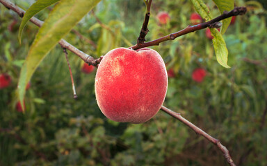 Peach tree with ripe peaches