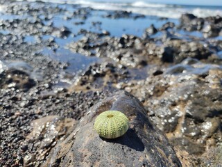 snail on the beach