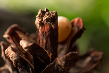 Cedar cone with seeds macro