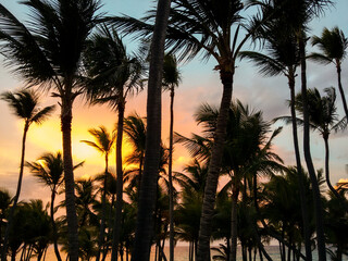 Palm trees and sunset