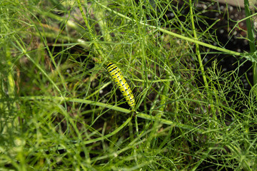 Large green caterpillar with black and yellow strips is Eastern Black Swallowtail butterfly in larval state before transformation in chrysalis feeding on fresh green fennel in garden.