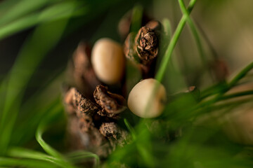 Cedar cone with seeds macro
