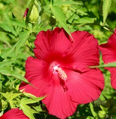 A close view of the bright red hibiscus flower in the garden.