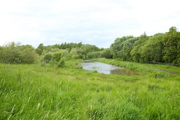 river in the forest