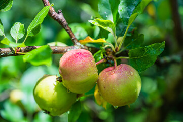 A selective focus shot of dew-covered green apples on a branch