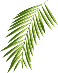 palm leaf vector. isolated